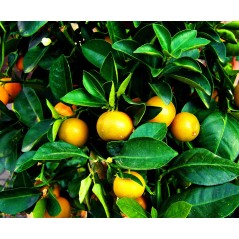 Mandarinier Satsuma "Okitsu" 3 litres / Porte-greffe FA5