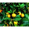 Mandarinier Satsuma "Okitsu" 3 litres / Porte-greffe FA5 Mandarinier Satsuma "Okitsu" 3 litres / Porte-greffe FA5