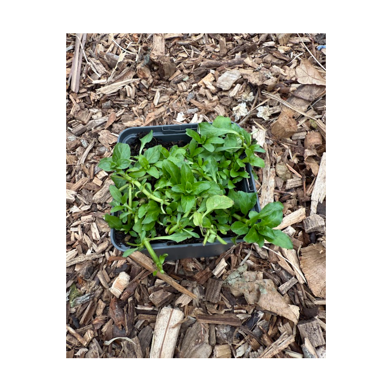 Menthe Pouillot (Mentha Pulegium)