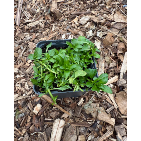 Menthe Pouillot (Mentha Pulegium)
