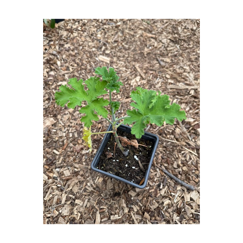 Géranium Rosat (Pelargonium graveolens)