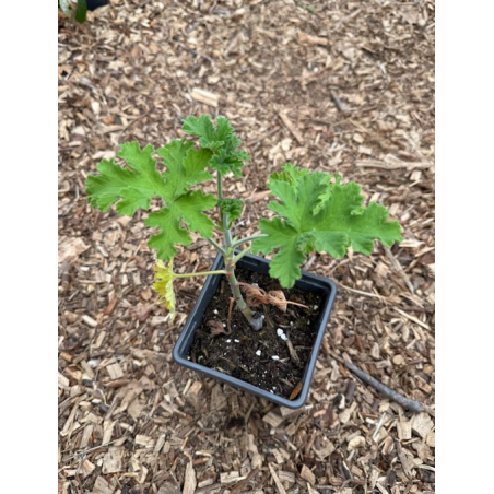 Géranium Rosat (Pelargonium graveolens)