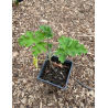 Géranium Rosat (Pelargonium graveolens)