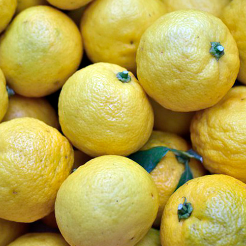 Culture d'agrumes en bretagne - finistère sud à plomeur (29) Ty Tropik