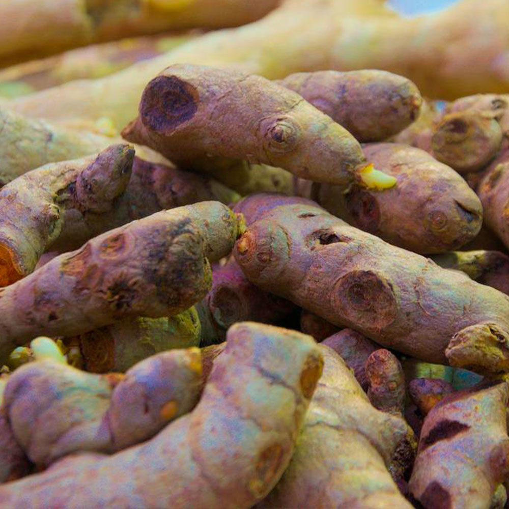 Culture de gingembre et curcuma en bretagne - finistère sud à plomeur (29) Ty Tropik