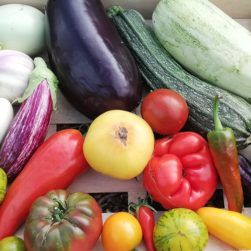 Culture de légumes rustiques en bretagne - finistère sud à plomeur (29) Ty Tropik